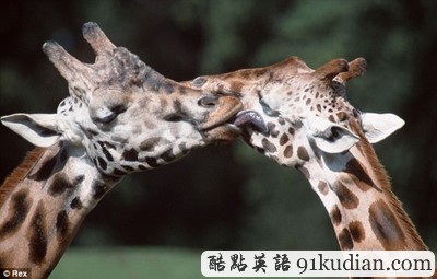 趣圖妙語:動物王國的戀戀情人節(jié)