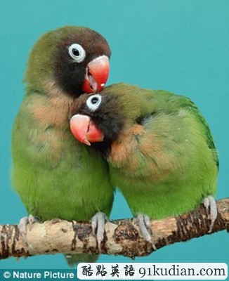 趣圖妙語:動物王國的戀戀情人節(jié)