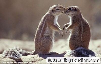 趣圖妙語:動物王國的戀戀情人節(jié)