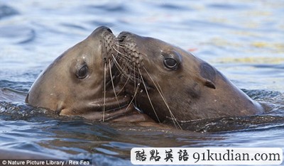 趣圖妙語:動(dòng)物王國的戀戀情人節(jié)