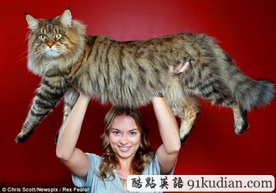 巨貓還在成長 有望稱霸世界第一