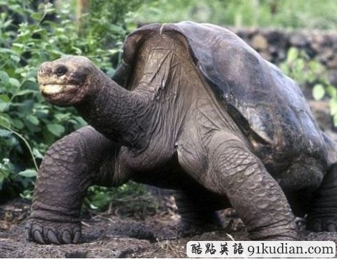 大千世界:稀有象龜辭世終年100歲