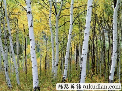 圖片畫廊:美不勝收的美國金秋