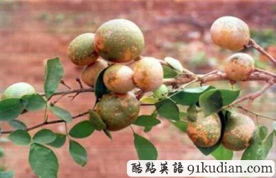 大千世界:你可能不知道的20種水果(下)