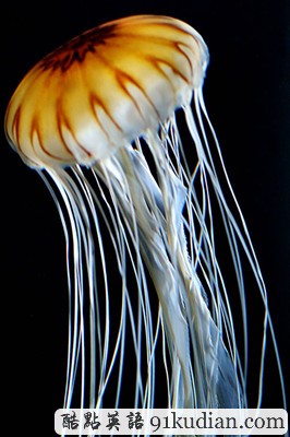 趣圖妙語(yǔ):現(xiàn)實(shí)版《死神來了》(2)