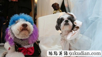 大千世界:奢華狗狗婚禮創(chuàng)紀錄