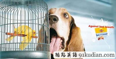 趣圖妙語(yǔ):有趣的動(dòng)物廣告