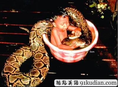 盤點:那些震撼過我們的寵物