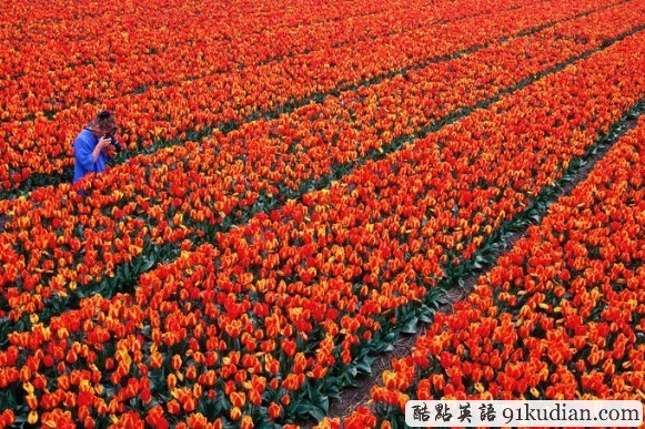 荷蘭之旅:美麗的"郁金香王國(guó)
