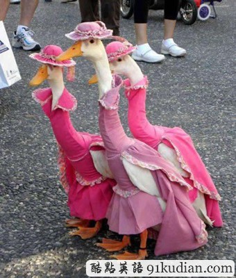 趣圖妙語:動物萌物語之我們愛穿衣