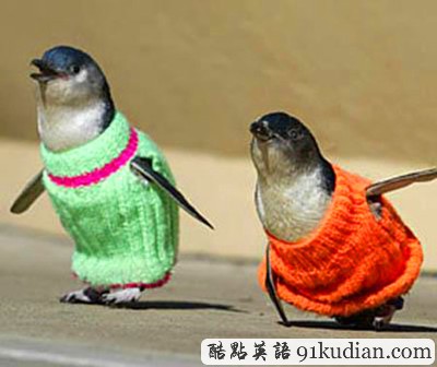 趣圖妙語:動物萌物語之我們愛穿衣