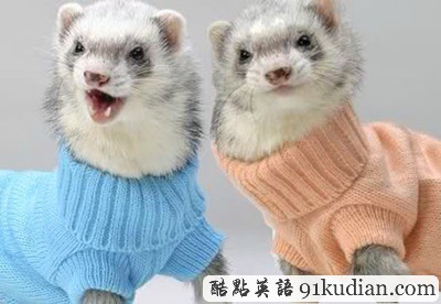 趣圖妙語:動物萌物語之我們愛穿衣