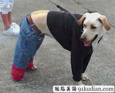 趣圖妙語:動(dòng)物萌物語之我們愛穿衣