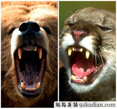 大千世界:母熊助人獅口逃命