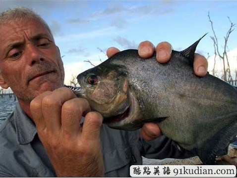 美國現(xiàn)食人魚專咬男性命根 生性兇殘