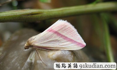 大千世界:熱浪為英國(guó)招來(lái)稀有飛蛾