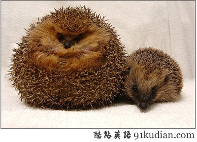 動物世界:世界上最胖的10個動物