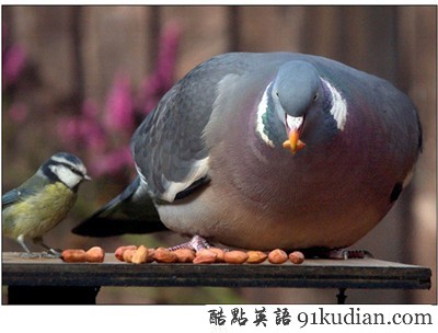 動物世界:世界上最胖的10個動物