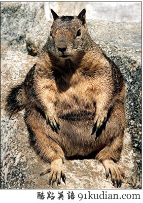 動(dòng)物世界:世界上最胖的10個(gè)動(dòng)物