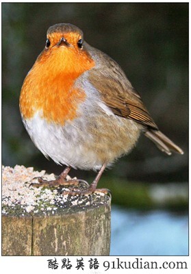 動物世界:世界上最胖的10個動物