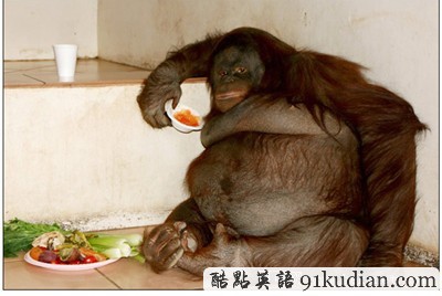 動物世界:世界上最胖的10個動物