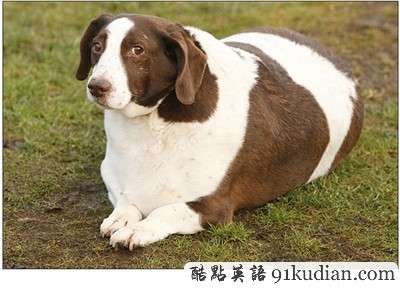 動(dòng)物世界:世界上最胖的10個(gè)動(dòng)物