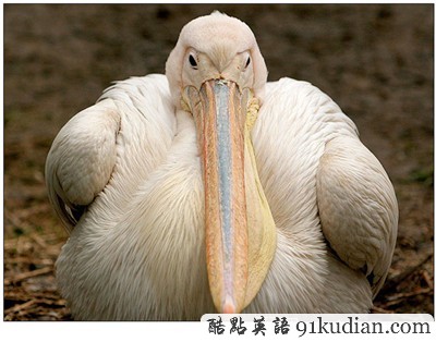 動物世界:世界上最胖的10個動物