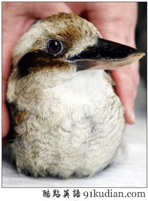 動(dòng)物世界:世界上最胖的10個(gè)動(dòng)物