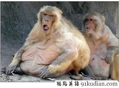 動(dòng)物世界:世界上最胖的10個(gè)動(dòng)物