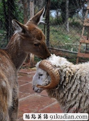 它們終于走到一起了! 相戀羊鹿情人節(jié)大婚