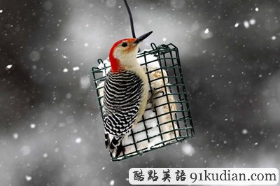 趣圖妙語:2012年紐約的第一場大雪