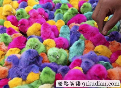 復(fù)活節(jié)出現(xiàn)新品種彩色小雞