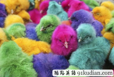 復(fù)活節(jié)出現(xiàn)新品種彩色小雞