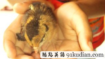 先有雞后有蛋? 母雞不產(chǎn)蛋直接生小雞