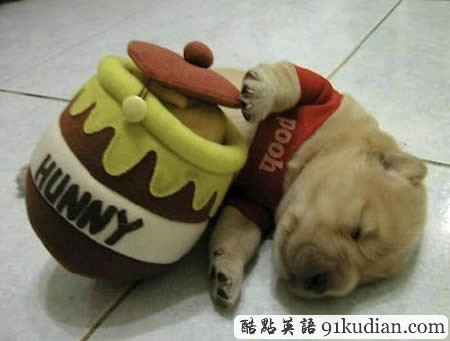 大千世界:10種動物可愛的睡姿