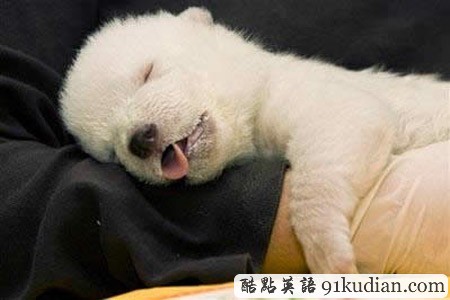 大千世界:10種動物可愛的睡姿