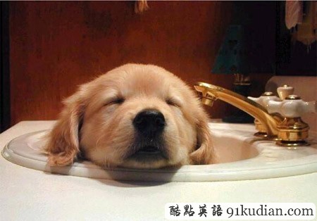 大千世界:10種動(dòng)物可愛(ài)的睡姿