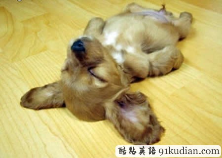 大千世界:10種動(dòng)物可愛(ài)的睡姿