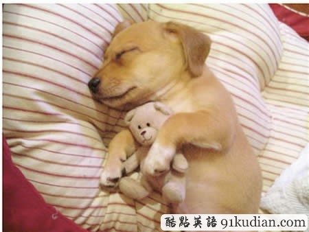 大千世界:10種動(dòng)物可愛(ài)的睡姿