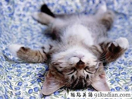 大千世界:10種動(dòng)物可愛(ài)的睡姿