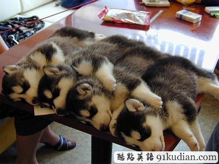 大千世界:10種動(dòng)物可愛(ài)的睡姿