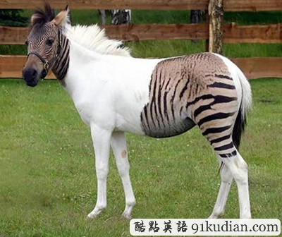 沒有photoshop,只有巧合和設(shè)計(下)