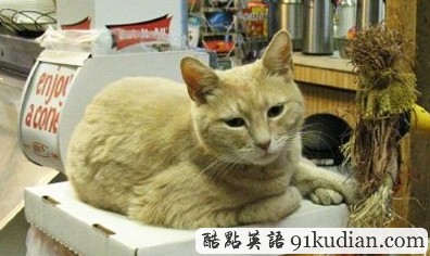 美國(guó)小城喵星人當(dāng)市長(zhǎng) 迎來(lái)第15年任期