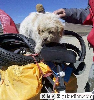 做狗就做勵(lì)志狗:流浪狗奔跑千里到拉薩