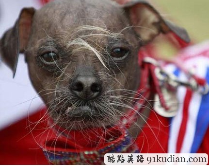 中國(guó)冠毛犬獲評(píng)世界最丑狗 因天生丑勝出