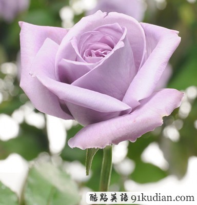 世界上第一支"藍(lán)色"玫瑰即將登陸美國