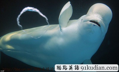 大千世界:愛吹泡泡的大白鯨