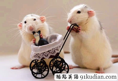 趣圖妙語:動物版本看圖說話(下)