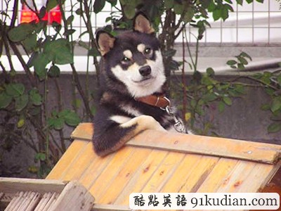 趣圖妙語:動物版本看圖說話(下)