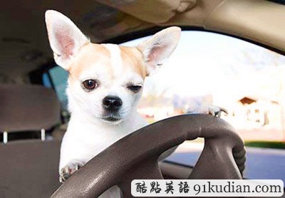 趣圖妙語(yǔ):動(dòng)物版本看圖說(shuō)話(下)